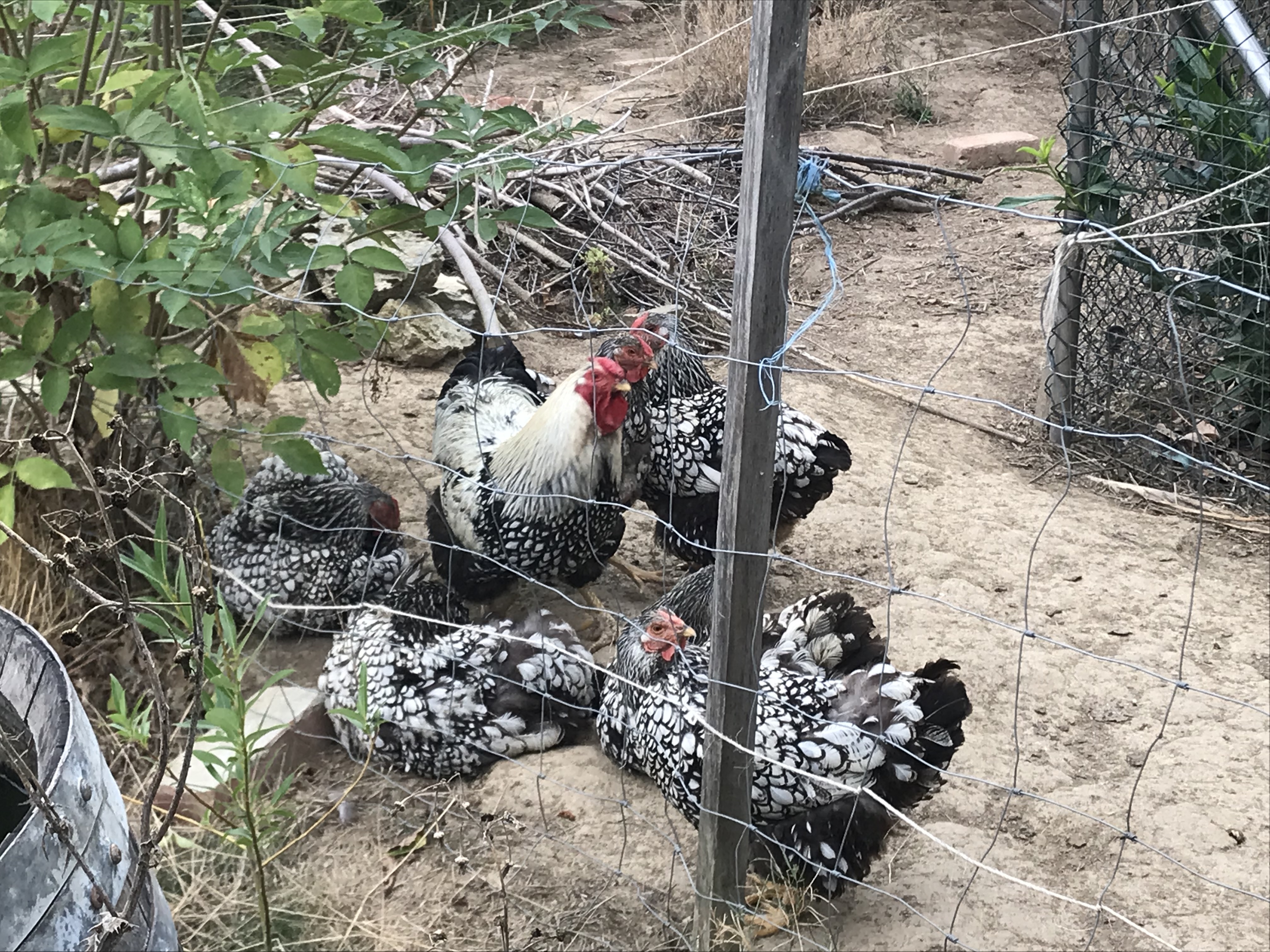 Tierhaltung im Waldgarten